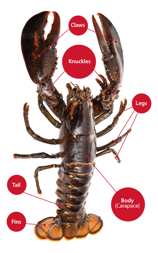 Live Lobster Food ExportNortheast